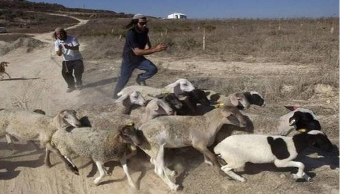 مستوطنون يجبرون رعاة الأغنام في المعرجات على ترك المراعي