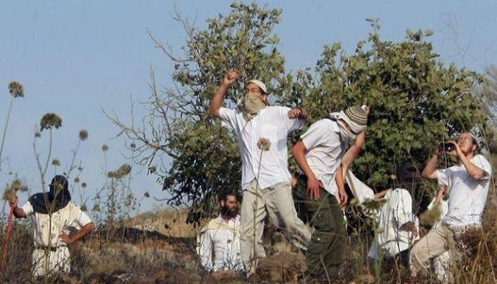 مستوطنون يقطعون ويحطمون 80 شجرة زيتون في سنجل شمال رام الله