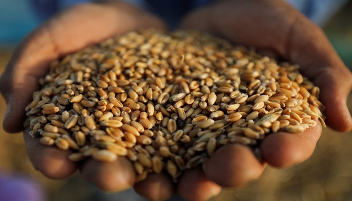 مصر تستقبل شحنة كبيرة من القمح الروسي
