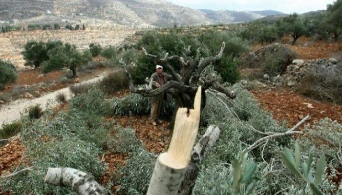 مستوطنون يقتلعون أشتال كرمة من أراضي بلدة الخضر جنوب بيت لحم
