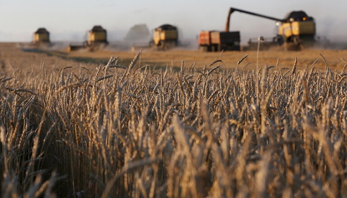 روسيا تصعد في التصنيف العالمي لمصدري الأغذية وتحافظ على مرتبتها في مجال القمح
