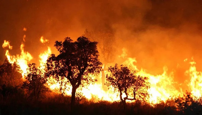 مصرع 15 شخصا وإصابة 26 آخرين جراء حرائق الغابات في الجزائر