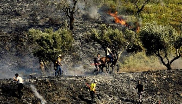 حرق عشرات أشجار الزيتون قرب نابلس