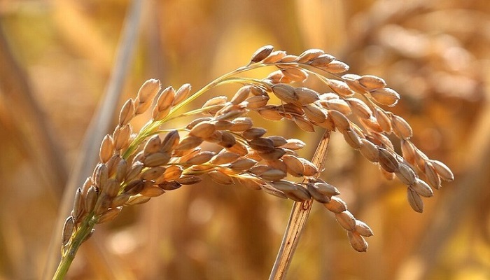 الجزائر: لن نتأثر بتوقف الهند وروسيا عن تصدير الأرز
