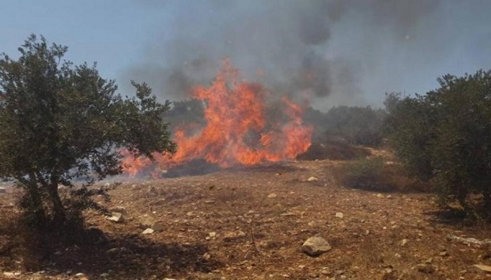 مستوطنون يحرقون عشرات أشجار الزيتون في بورين جنوب نابلس
