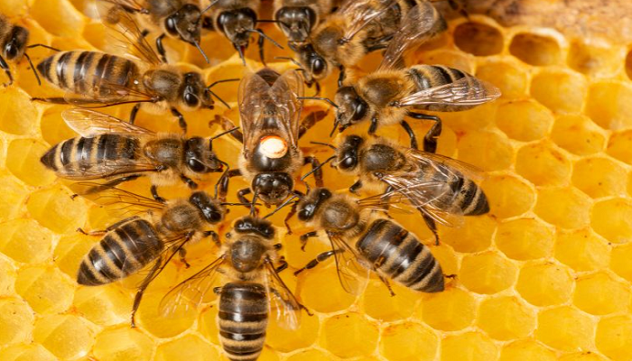 ٍسورة النحل تبهر باحثة أمريكية 
