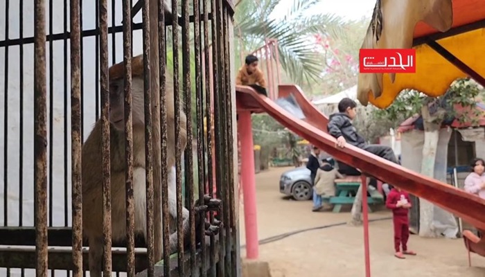 حديقة حيوانات في غزة تصبح ملاذا للنازحين 

