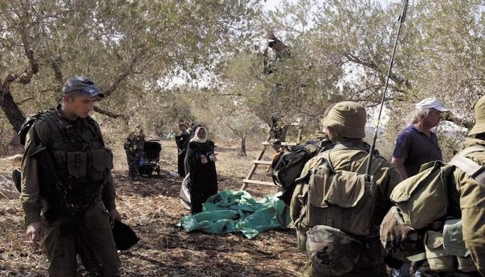 استشهاد مواطنة متأثرة بإصابتها برصاص الاحتلال خلال قطفها ثمار الزيتون في فقوعة
