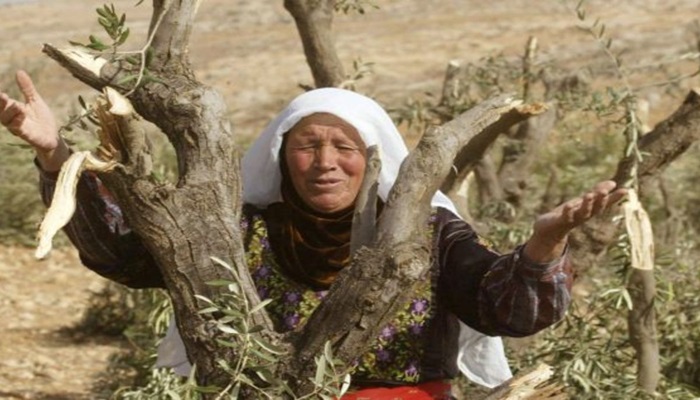مستوطنون يقطعون عشرات أشجار الزيتون المعمرة جنوب نابلس
