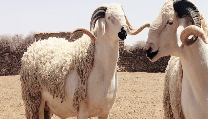 موعد عيد الأضحى 2024