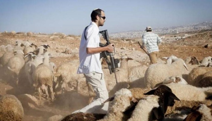 مستوطنون يسرقون أغناما