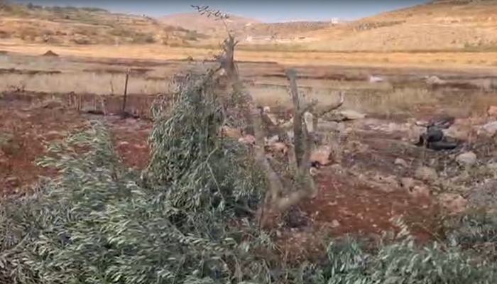 مستوطنون يقطعون نحو 100 شتلة زيتون بين قريتي المغير وأبو فلاح شمال شرق رام الله
