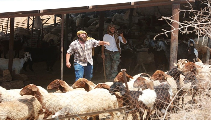 مستوطنون يقتلون 117 رأس غنم ويسرقون العشرات في الأغوار الشمالية
