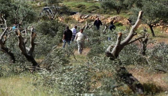 مستوطنون يكسرون أشجار زيتون ويسرقون معدات زراعية في عطارة شمال غرب رام الله
