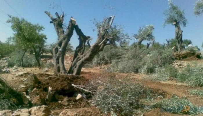 الاحتلال يصدر قرارا عسكريا باقتلاع مئات الأشجار من أراضي المغير

