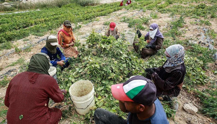 74% من مزارع الأردن بلا معدات سلامة و94% من العمال خارج الضمان الاجتماعي
