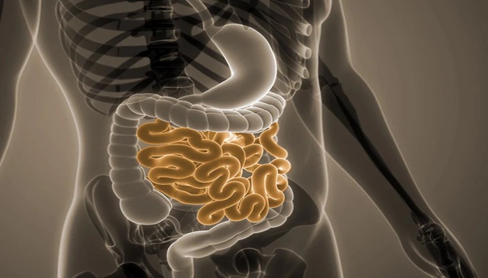 علاج مناعي يعزز تجدد الأمعاء لدى كبار السن