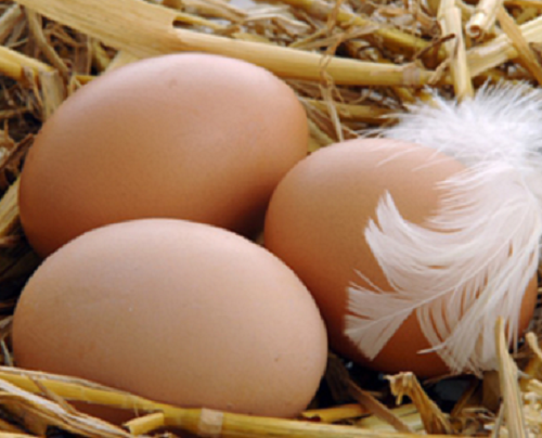 هل تعلم لماذا ناكل بيض الدجاج ولا نأكل بيض البط؟؟
