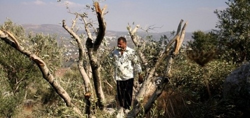 الاحتلال يقطع أشجارا شمال بيت لحم
