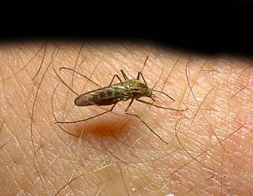 بعوض معدّل وراثيًا يقاوم عدوى طفيل الملاريا القاتل
