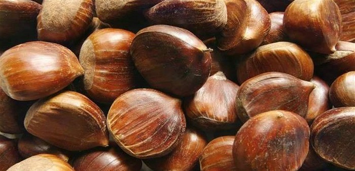 تناولوها نيئة أو مشويّة.. اليكم فوائد الكستناء
