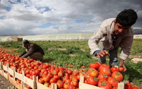 550 مليون دولار خسائر القطاع الزراعي في غزة