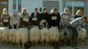 فيلم أيسلندي يفوز