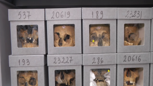  جماجم مقاومين جزائريين