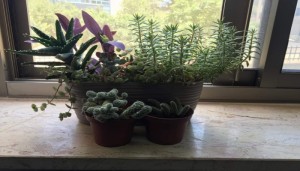 ماذا تريد الصبارات؟/